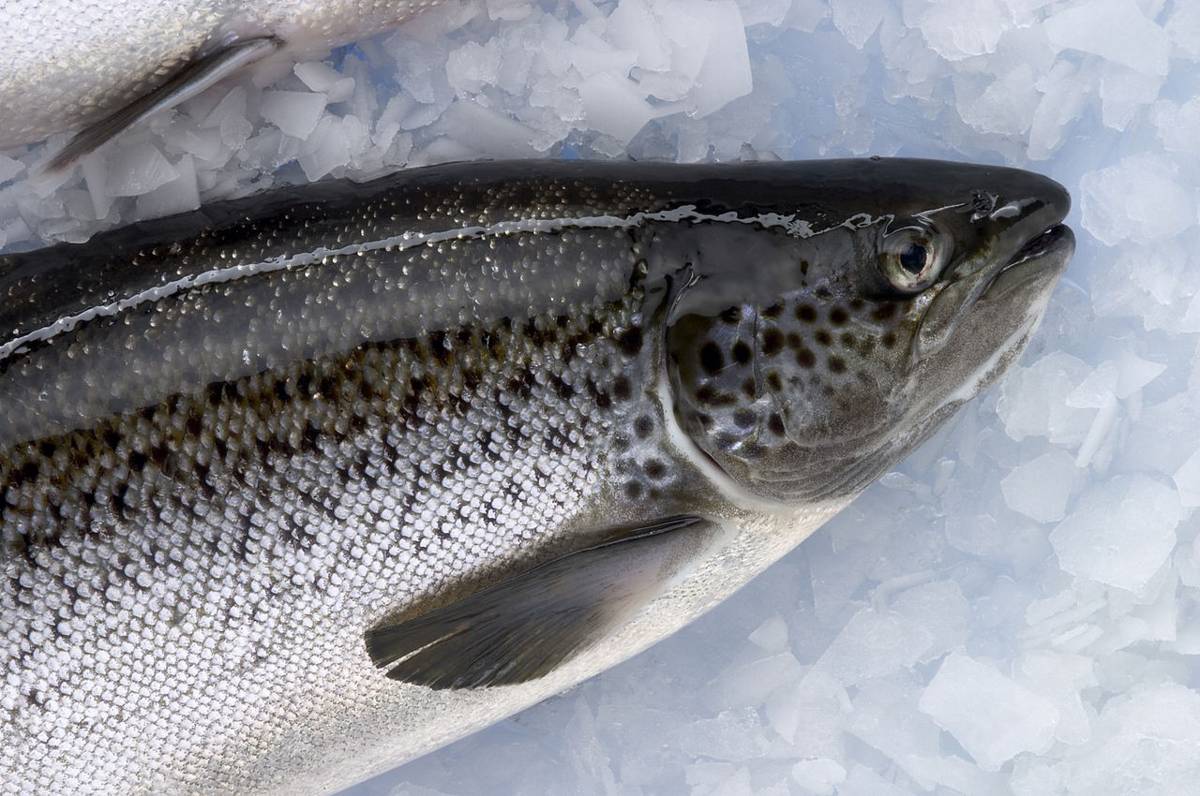 Salmon Atlantik