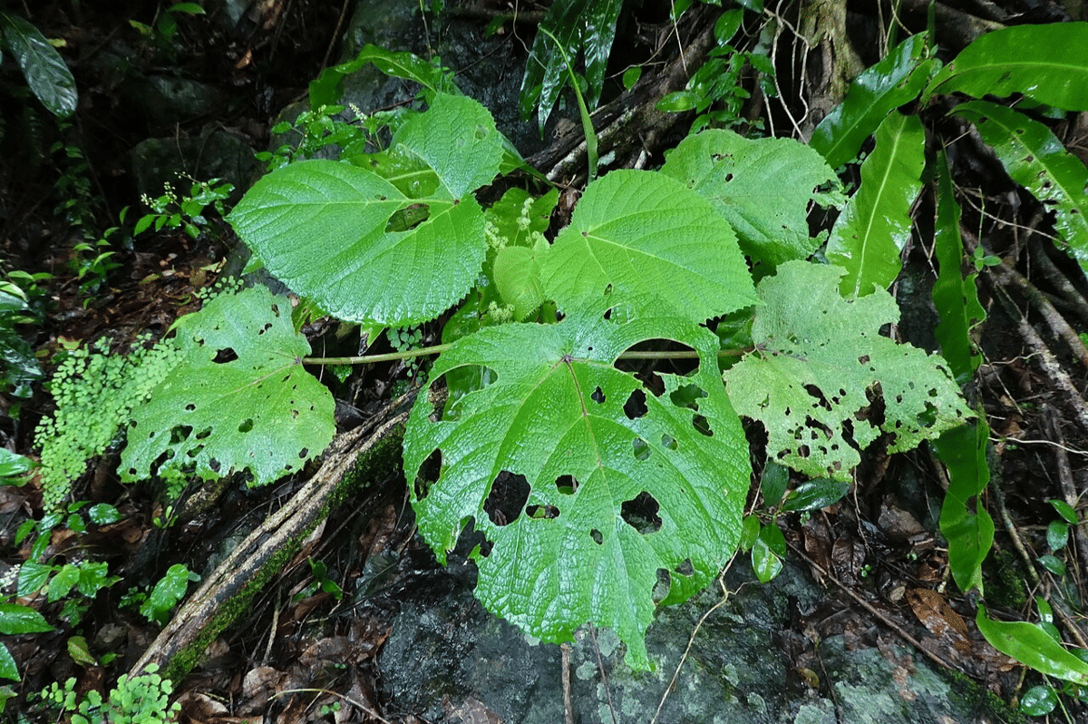 gympie-gympie (commons.wikimedia.org/Steve Fitzgerald)