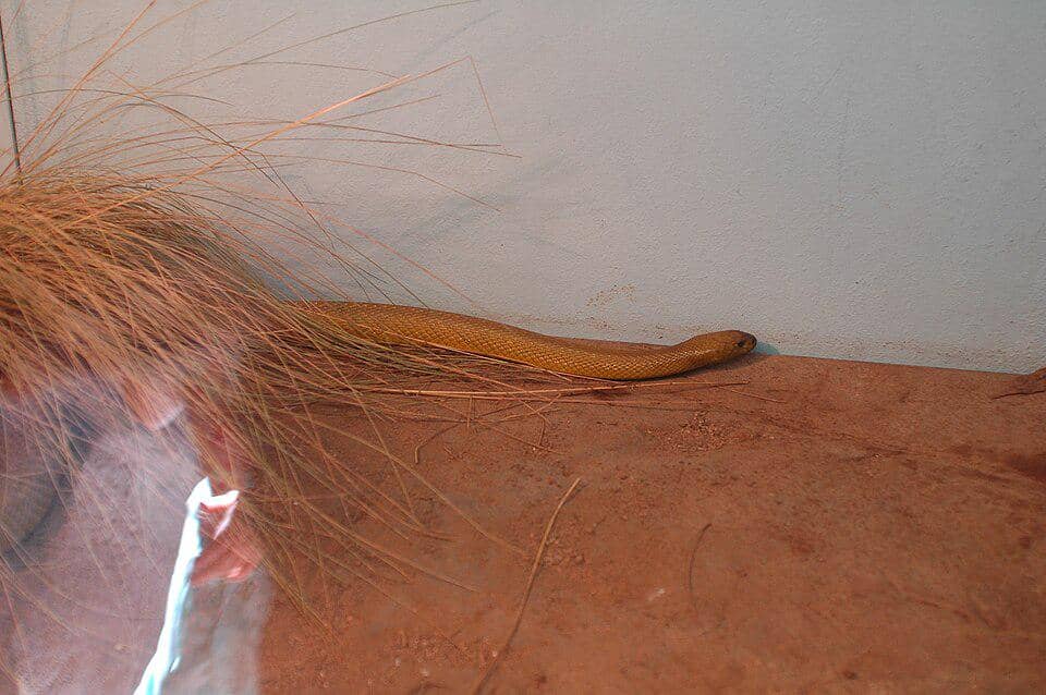 taipan yang hendak bersembunyi (commons.wikimedia.org/Rangertug)