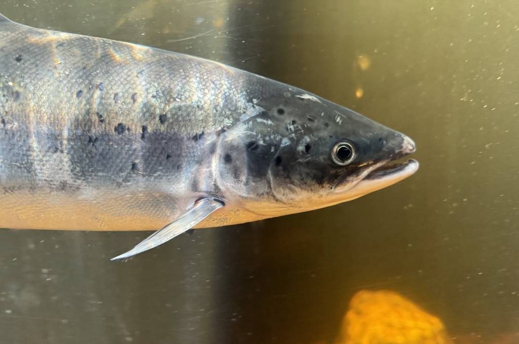 Salmon Atlantik
