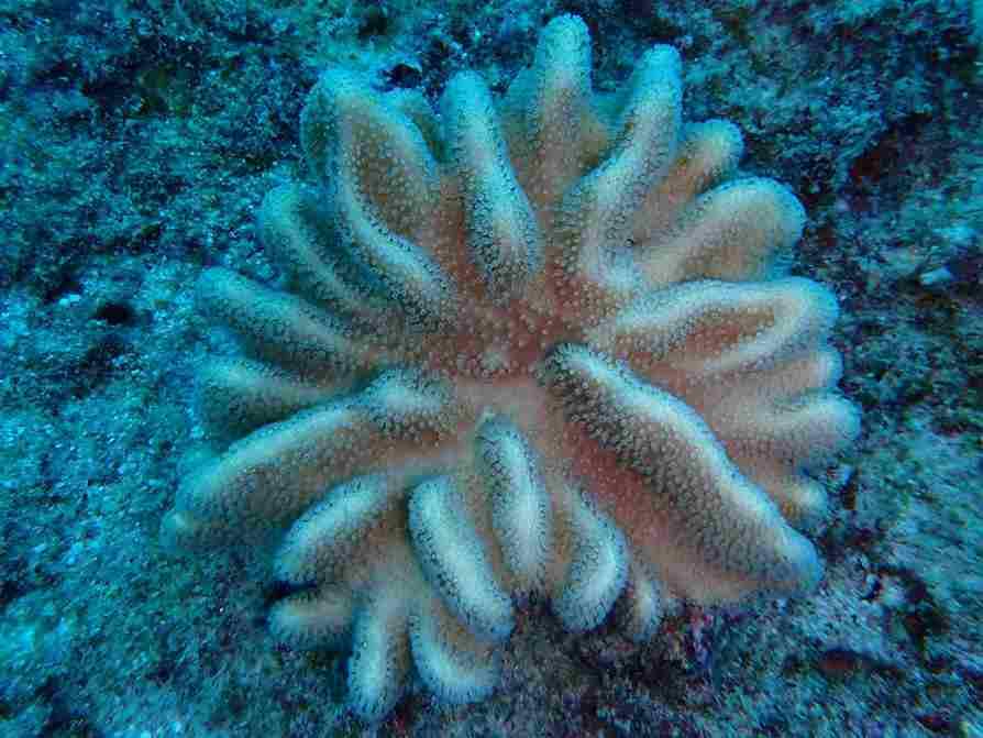 Hewan Laut Beracun
