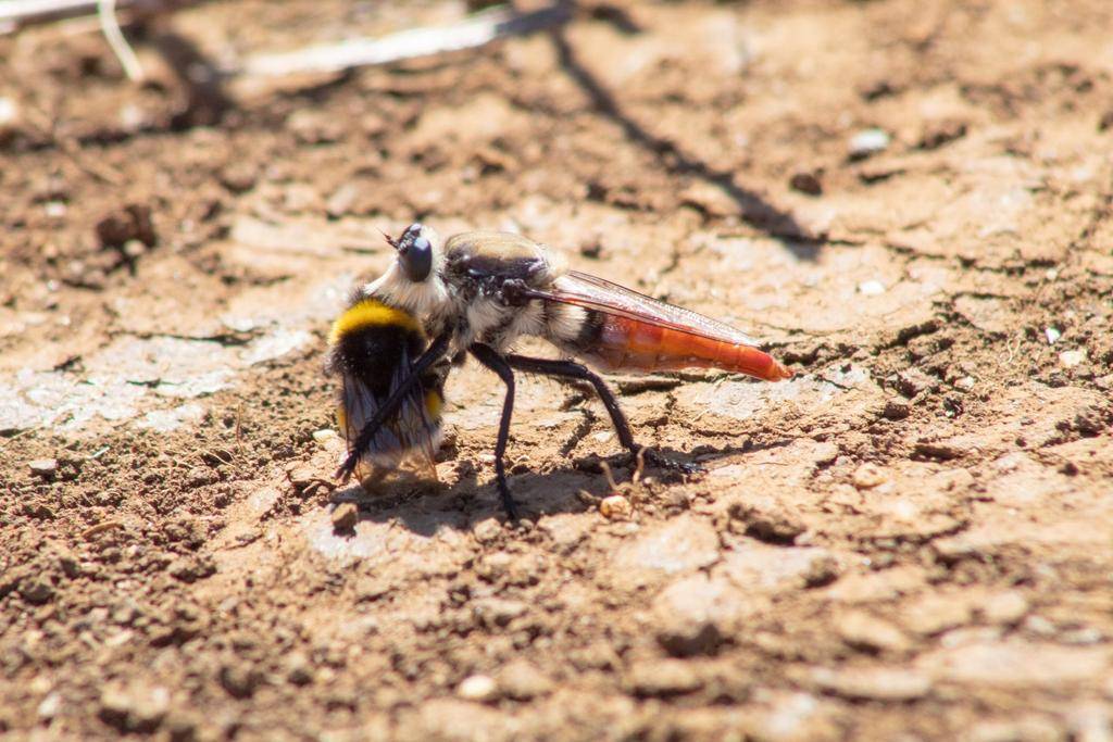 Robber Fly