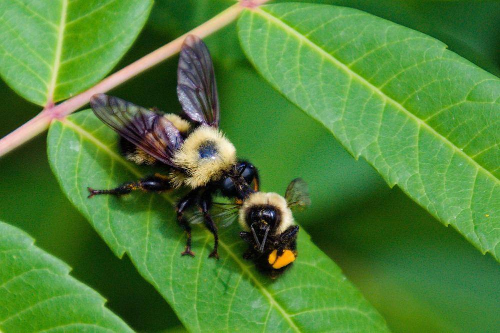 Robber Fly