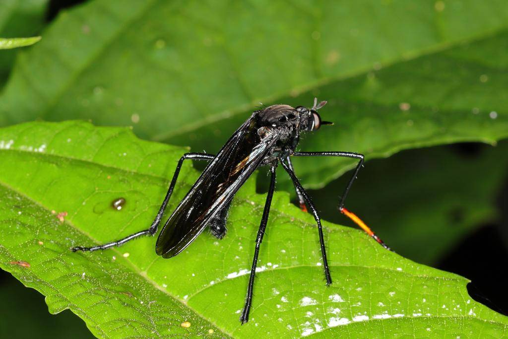 Robber Fly