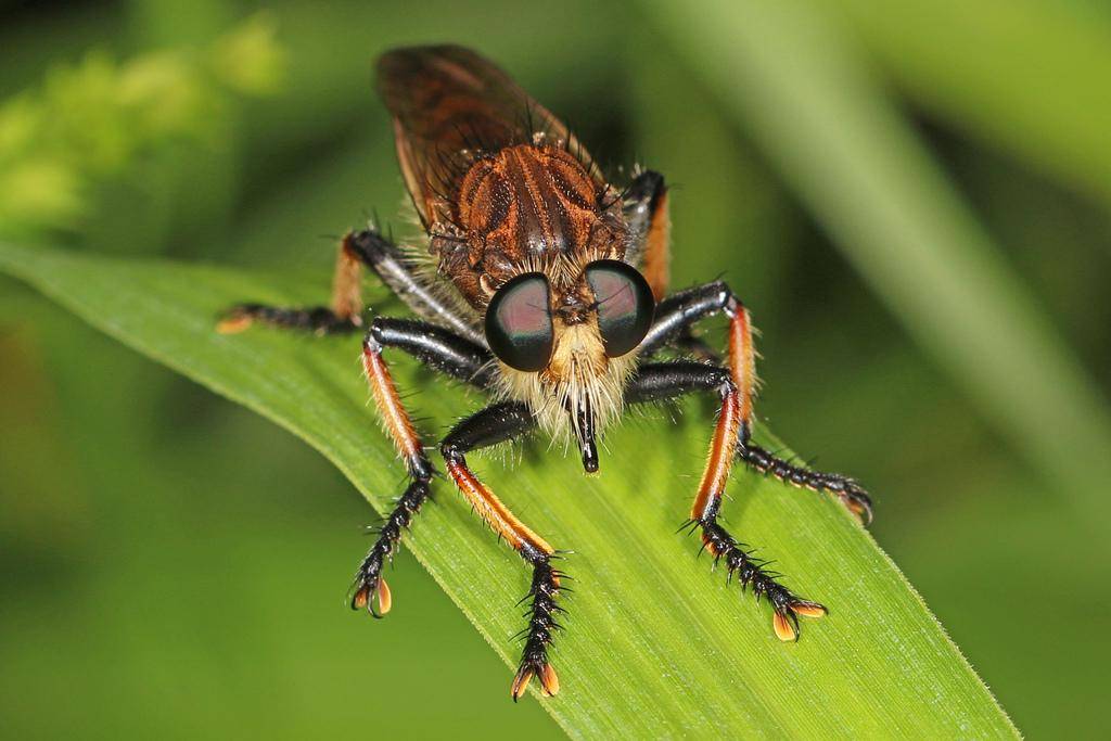 Robber Fly