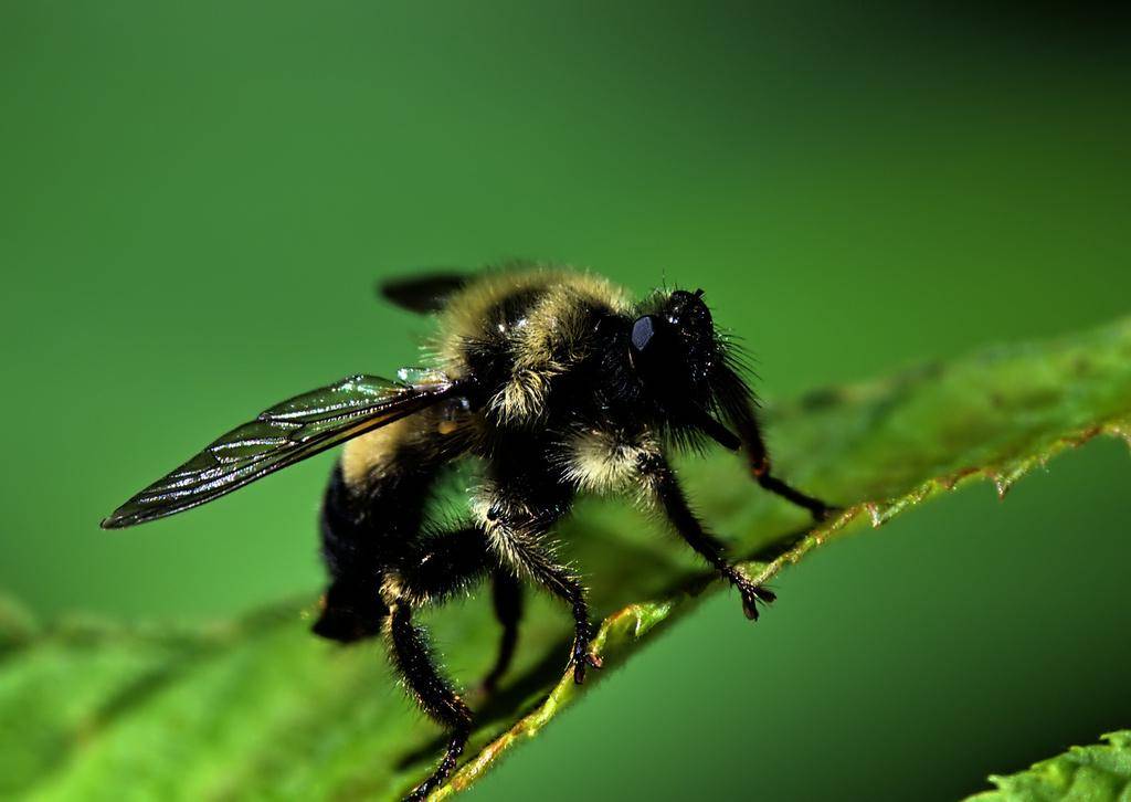 Robber Fly