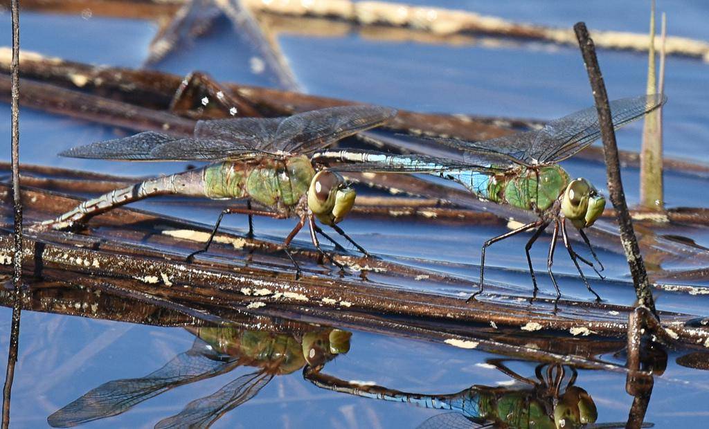 Common Green Darner