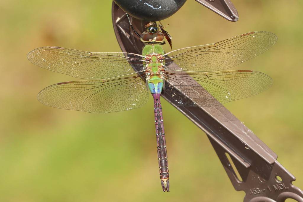 Common Green Darner