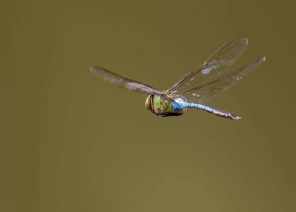 Common Green Darner