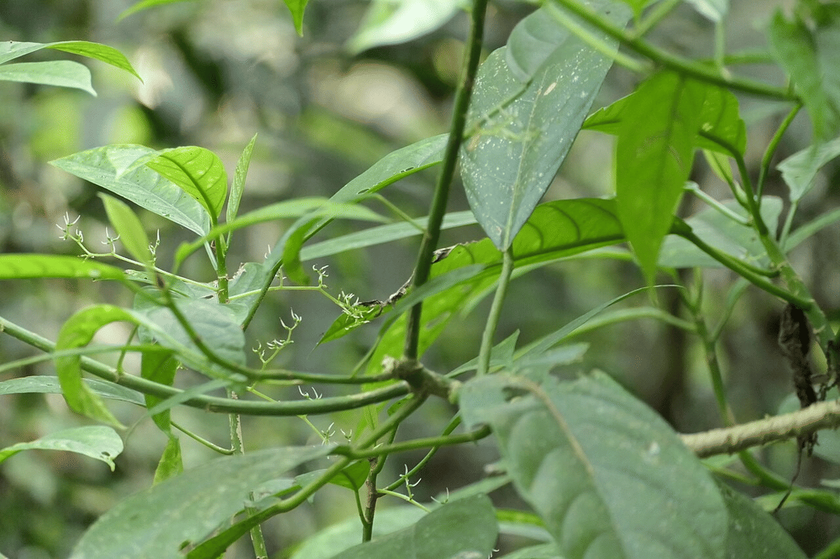 daun pulus (commons.wikimedia.org/Dinesh Valke)