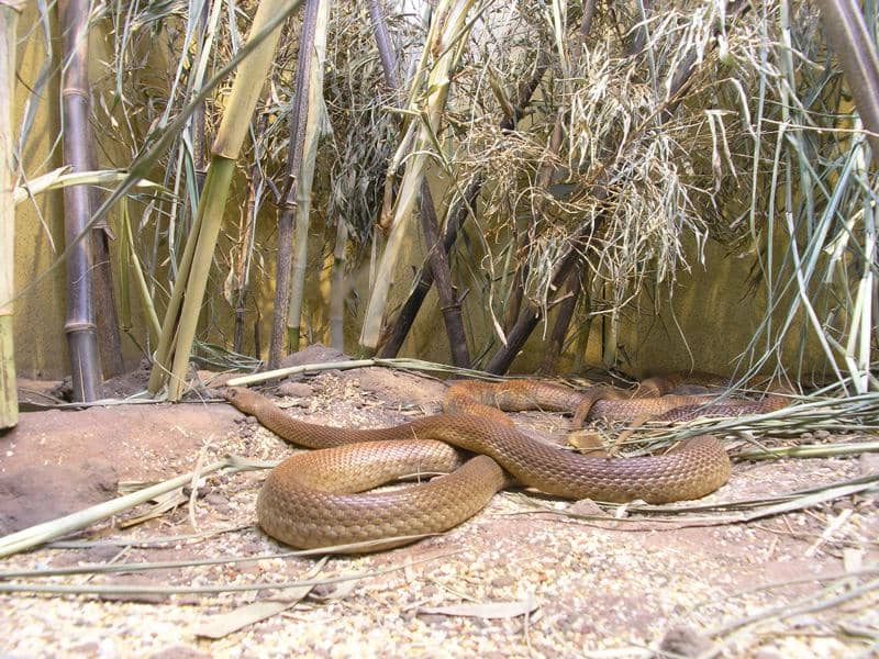 Ancaman yang dihadapi spesies taipan itu sama seperti yang dihadapi hewan-hewan gurun lain. (commons.wikimedia.org/Charlie Brewer)