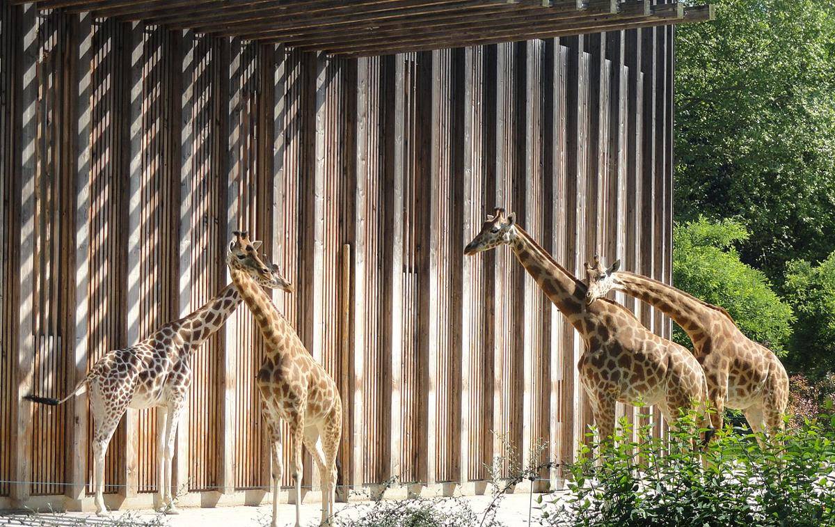 kebun binatang di Parc de la Tête d'or (commons.wikimedia.org/Daderot)