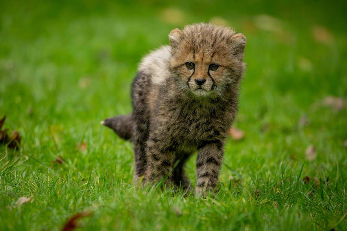 cheetah
