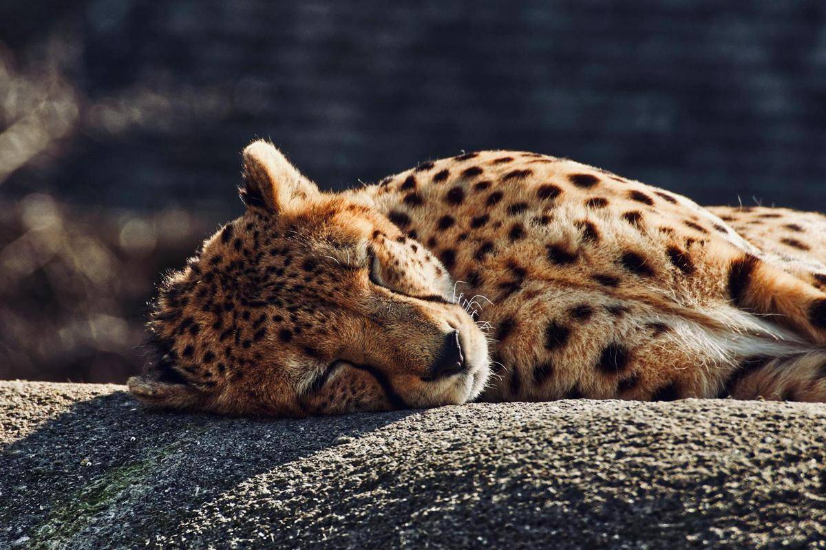 cheetah
