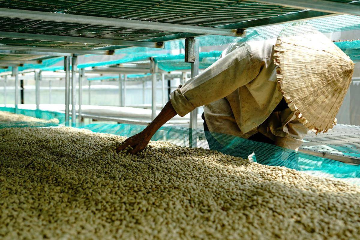 Potret pembuatan green coffee