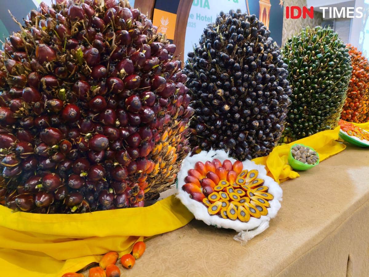 Ilustrasi Kelapa Sawit