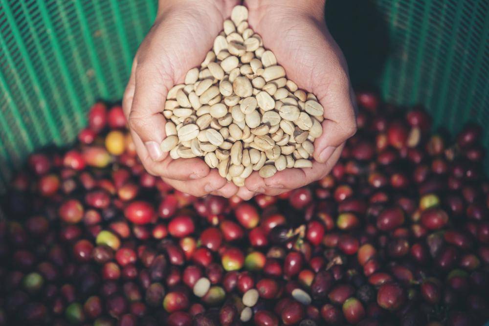 Potret green coffee