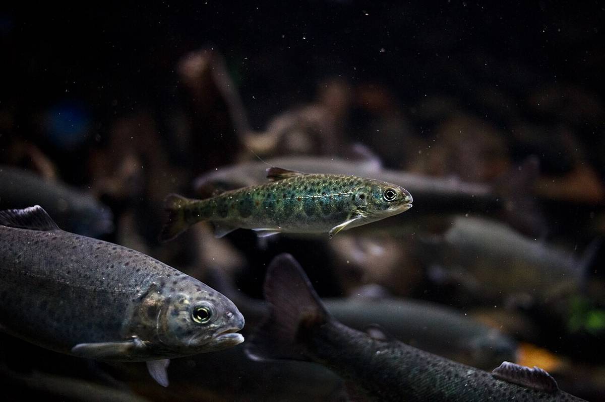 Salmon Atlantik