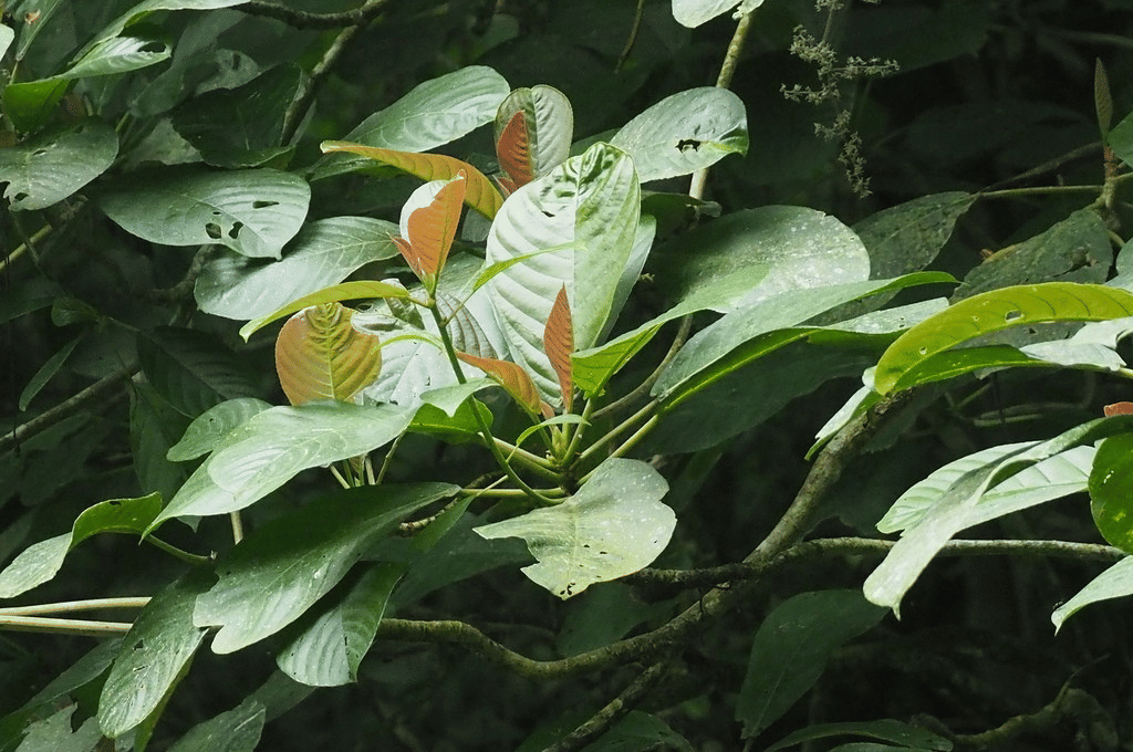 jelatang gajah (inaturalist.org/Naufal Urfi Dhiya'ulhaq)