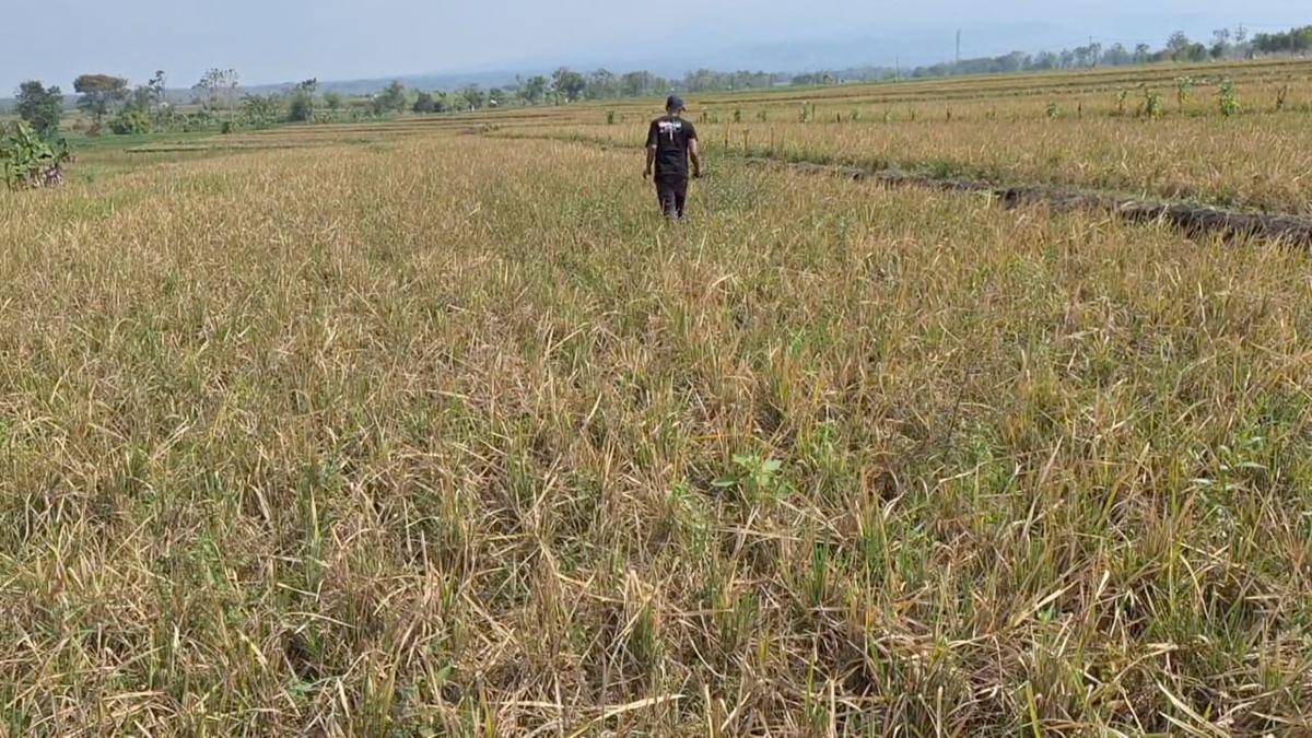 Hektaran tanamam padi di Desa Patalan, Kecamatan Kendal Ngawi gagal panen akibat serangan tikus dan Sundep. IDN Times/Riyanto.