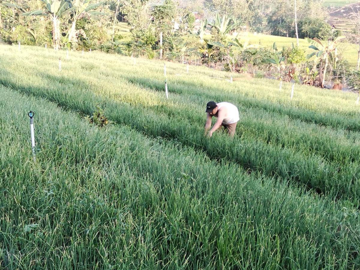 Tanaman bawang merah milik para petani di Kabupaten Madiun. (IDN Times/Riyanto)