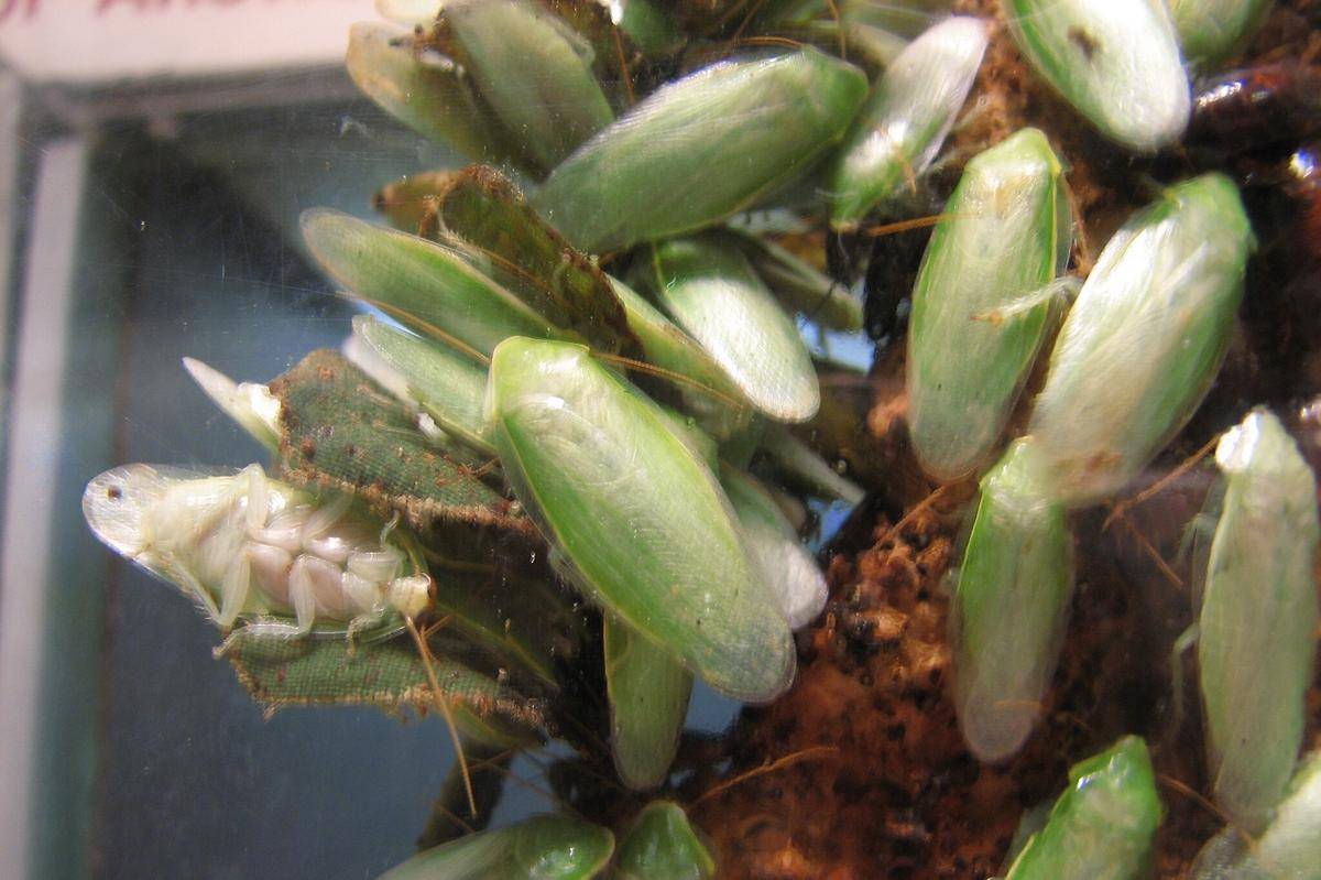 Kecoa Pisang Hijau