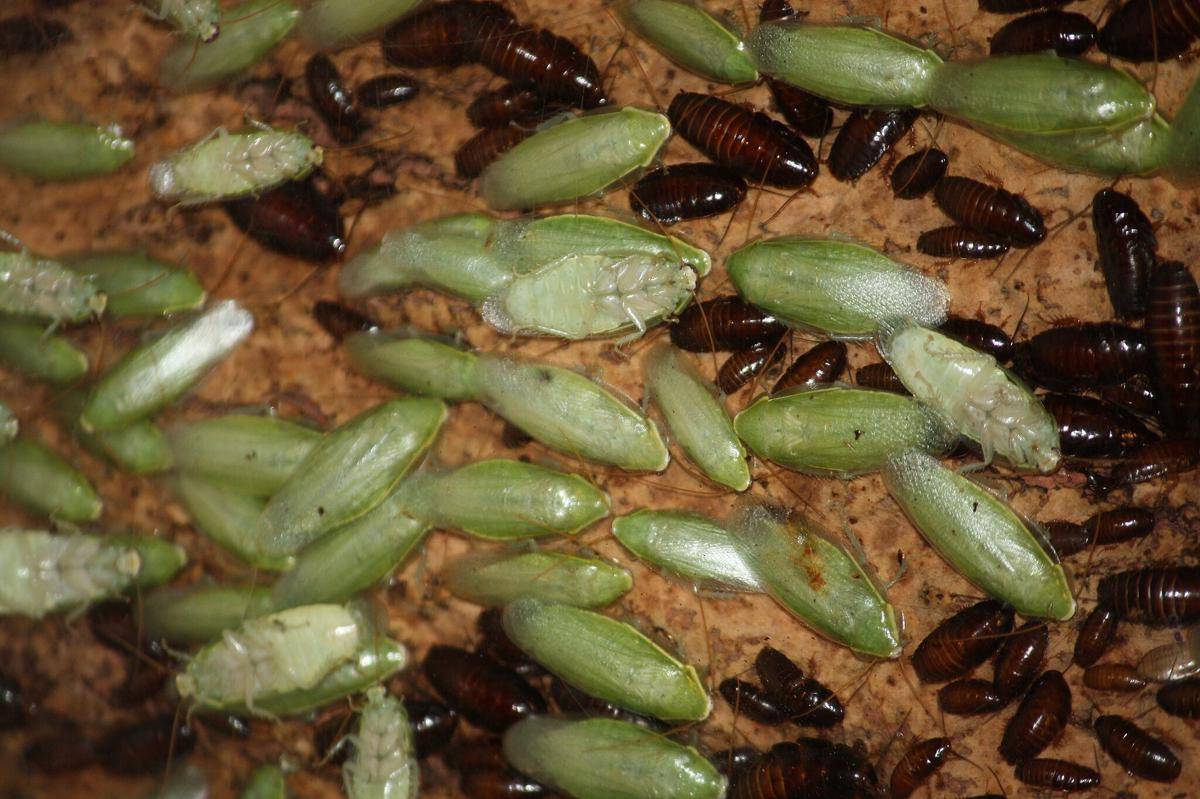 Kecoa Pisang Hijau