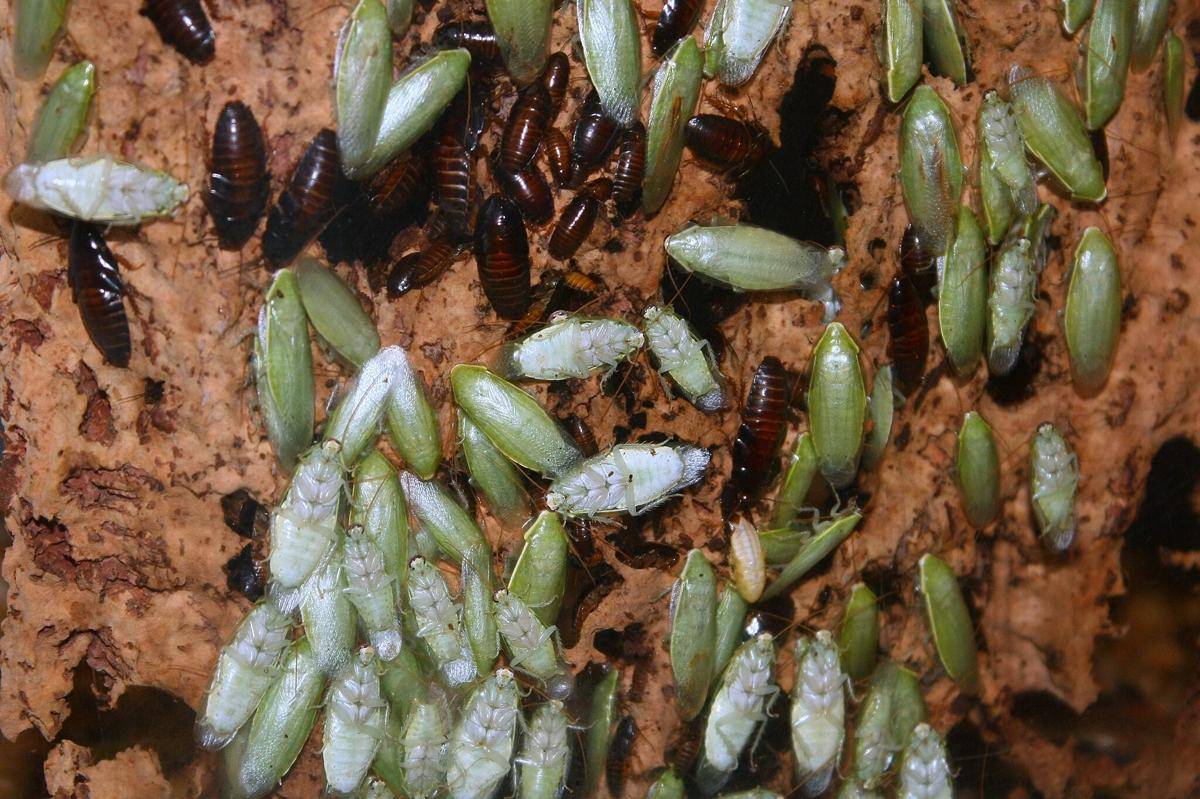 Kecoa Pisang Hijau