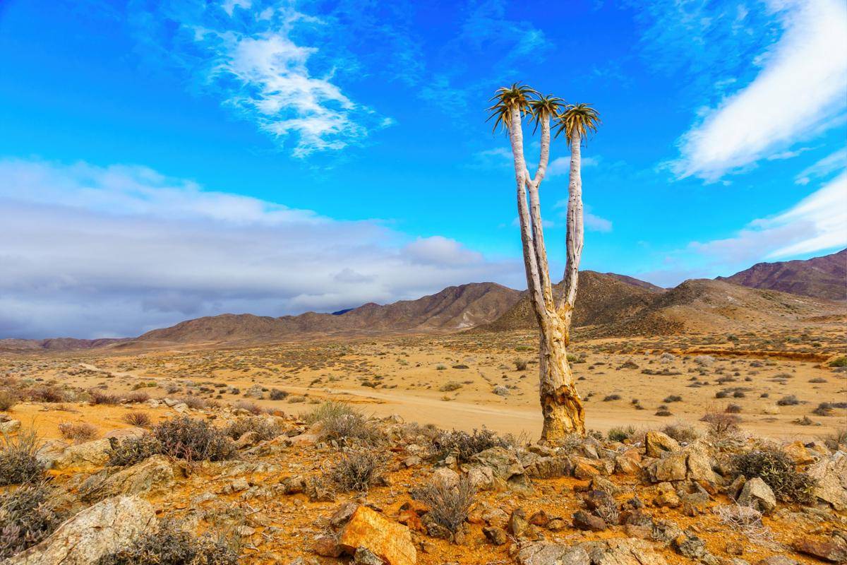 Misteri Socotra, Pulau Terasing dengan Flora Fauna seperti dari Planet Lain. (Freepik/wirestock)