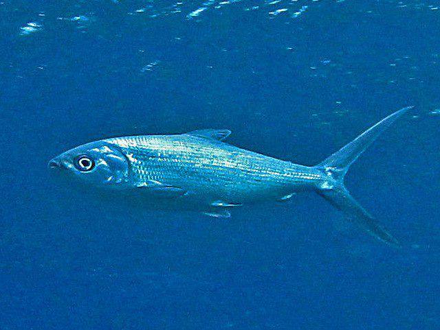 ikan bandeng