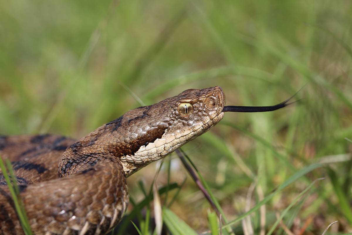 aspis eropa