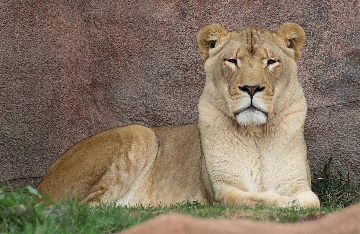 singa (commons.wikimedia.org/Darren Swim)