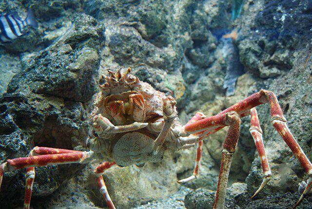 Kepiting