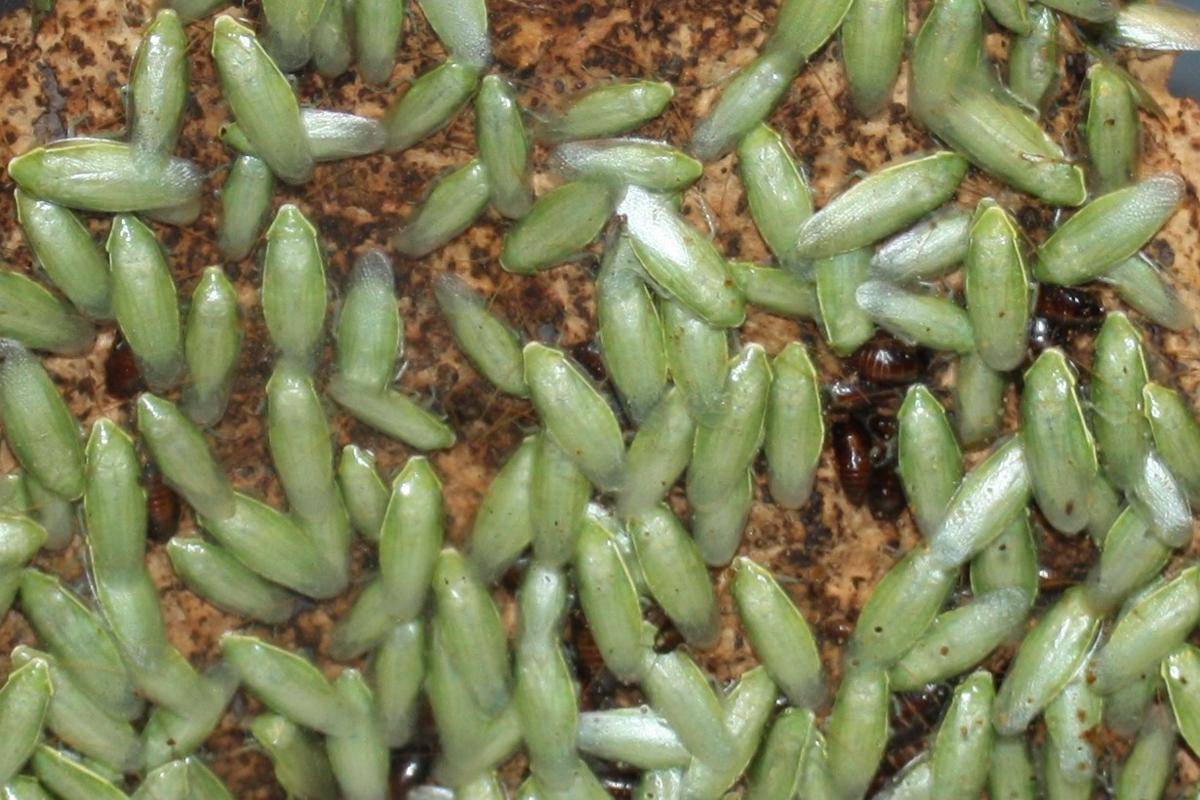 Kecoa Pisang Hijau