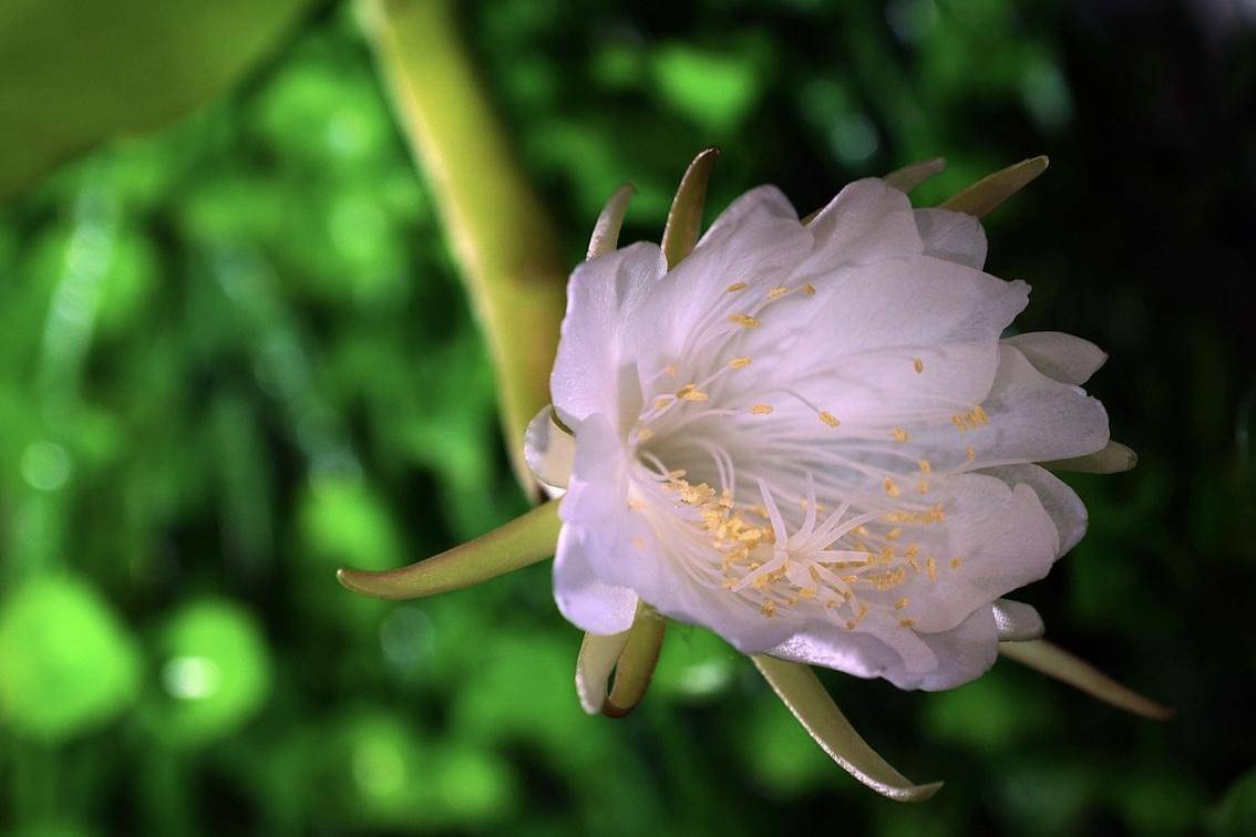 Potret bunga Wijaya Kusuma (pixabay.com/hartono subagio)