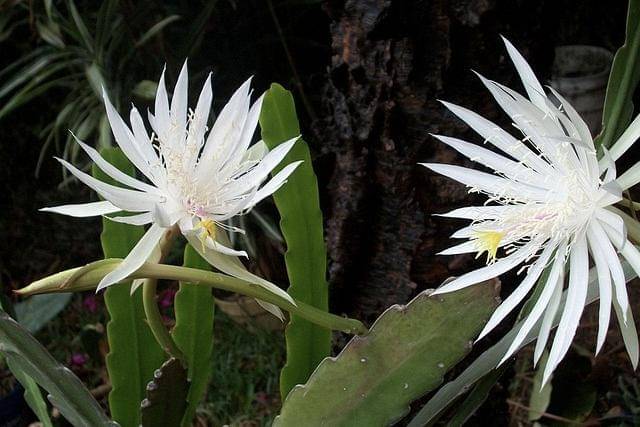 Bunga Wijaya Kusuma (pixabay.com/PublicDomainPicture)