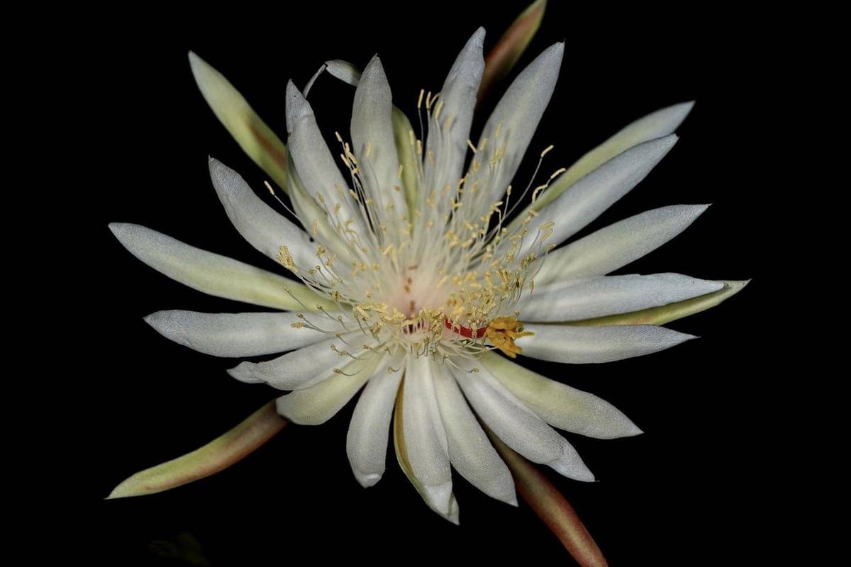 Potret bunga Wijaya Kusuma (pixabay.com/hartono subagio)