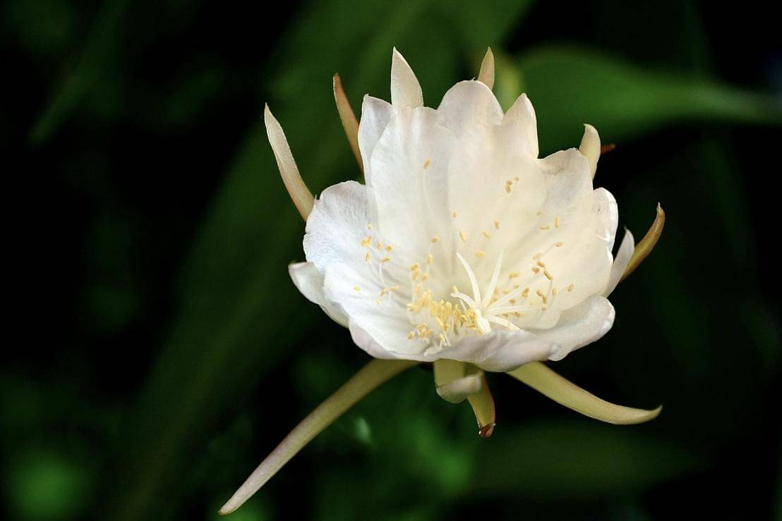 Potret bunga Wijaya Kusuma (pixabay.com/hartono subagio)