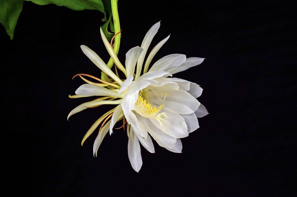 Potret bunga Wijaya Kusuma (freepik.com/ilovehz)