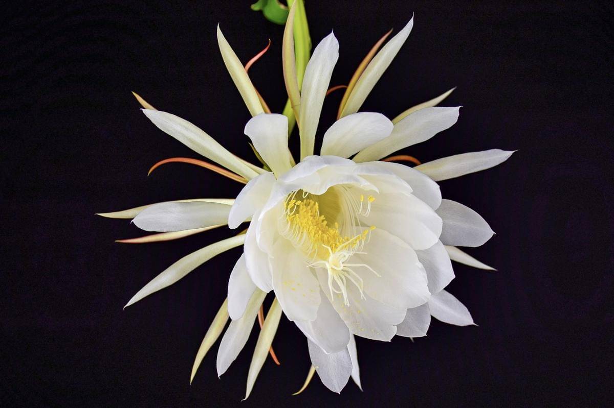 Potret bunga Wijaya Kusuma (freepik.com/ilovehz)