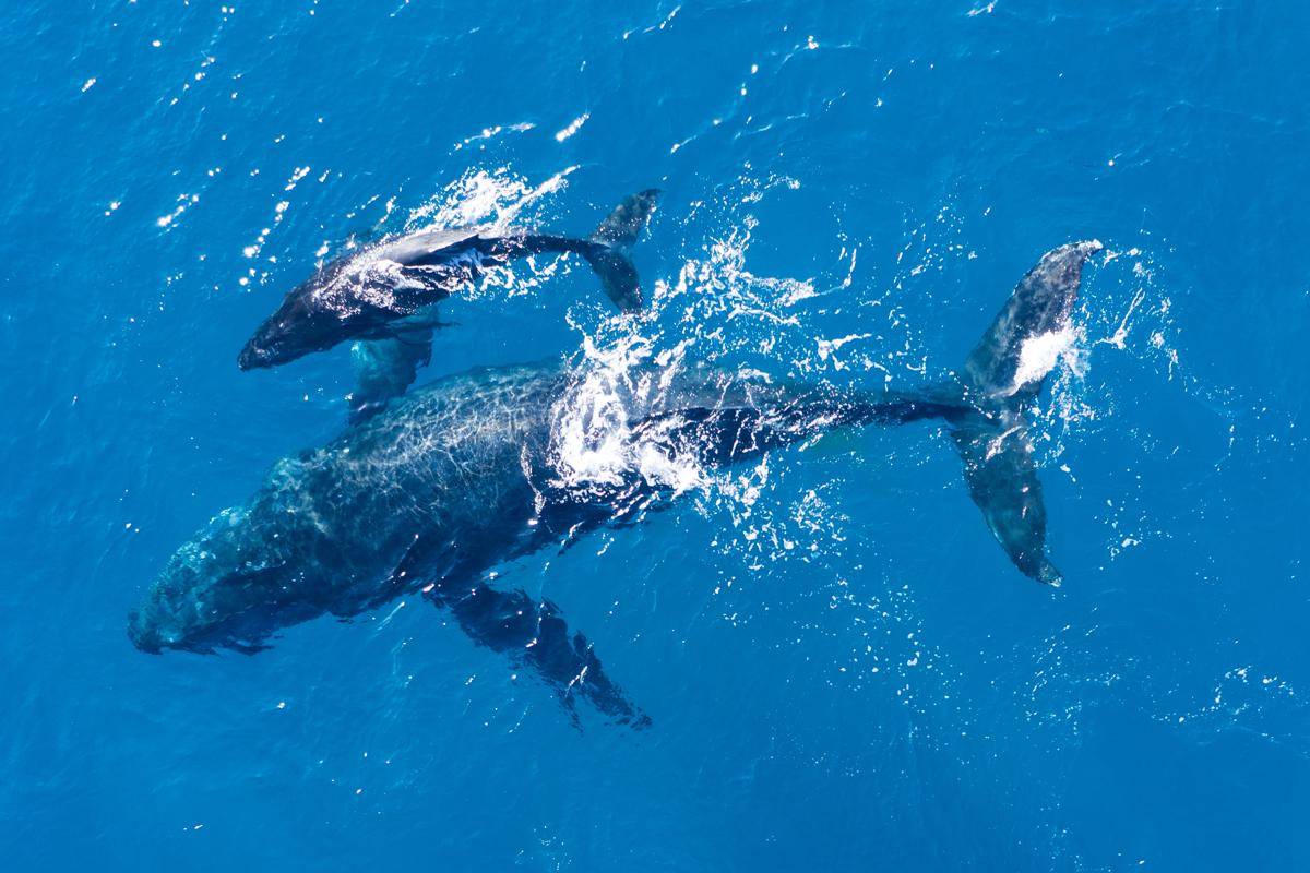 Paus Orca