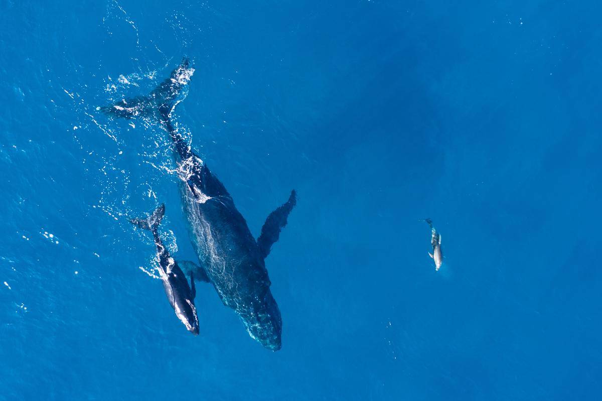 Paus Orca