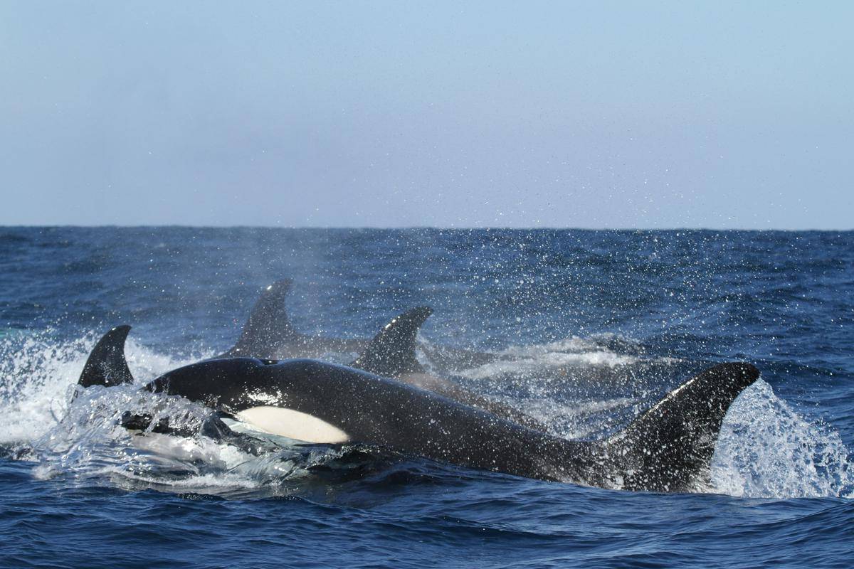 Paus Orca