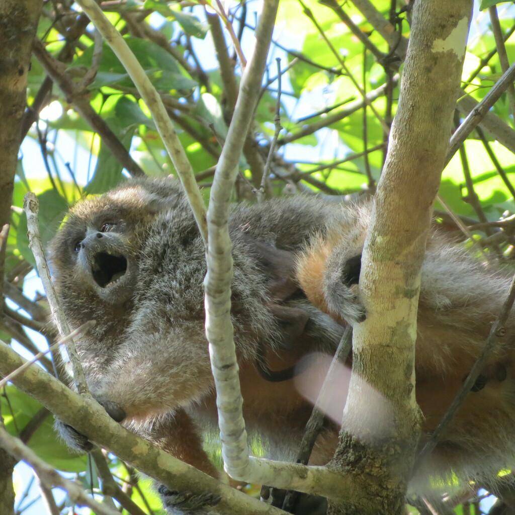 Monyet titi bulu-putih jantan ternyata lebih dominan dalam urusan mengurus anak. 