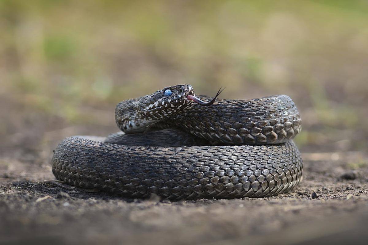 viper padang rumput