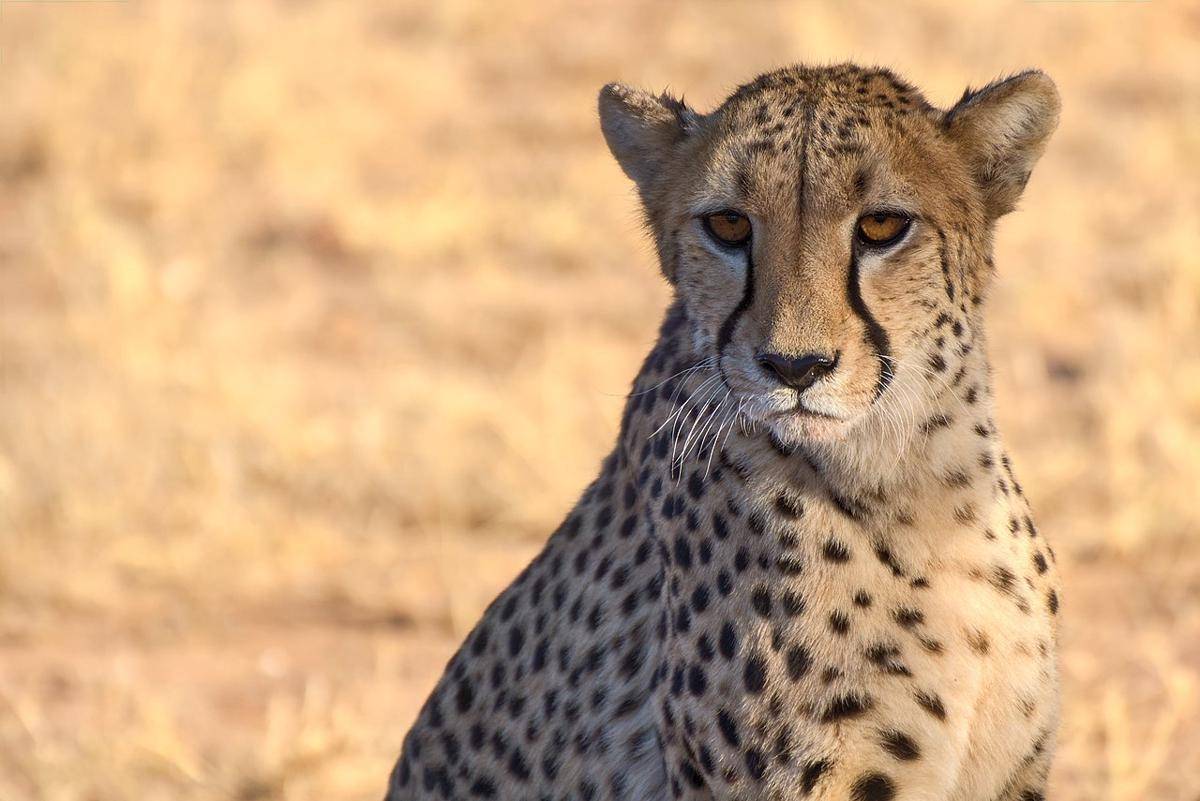 cheetah