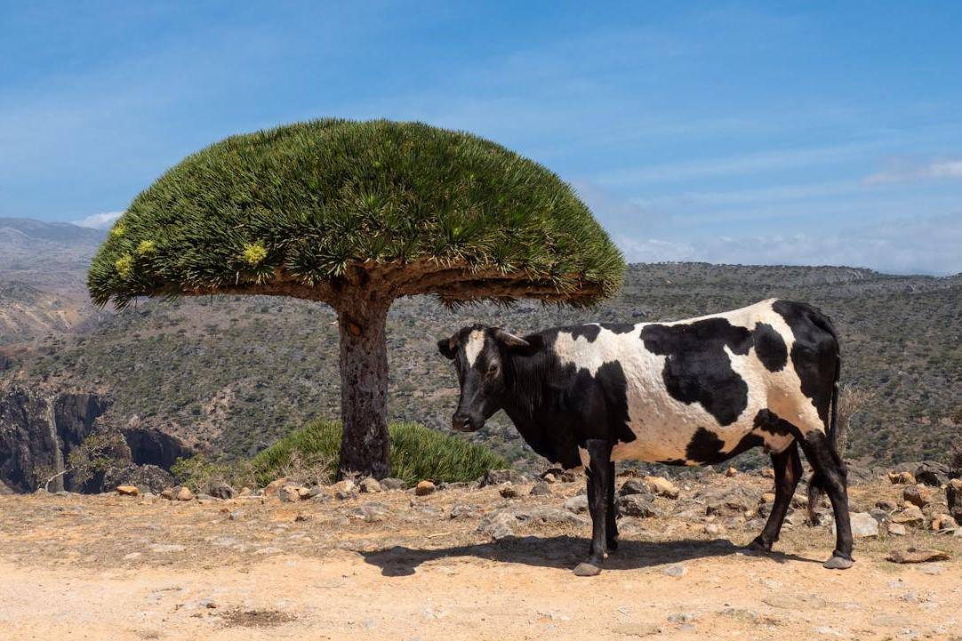 Misteri Socotra, Pulau Terasing dengan Flora Fauna seperti dari Planet Lain. (Pexels/R.J. Sterk)