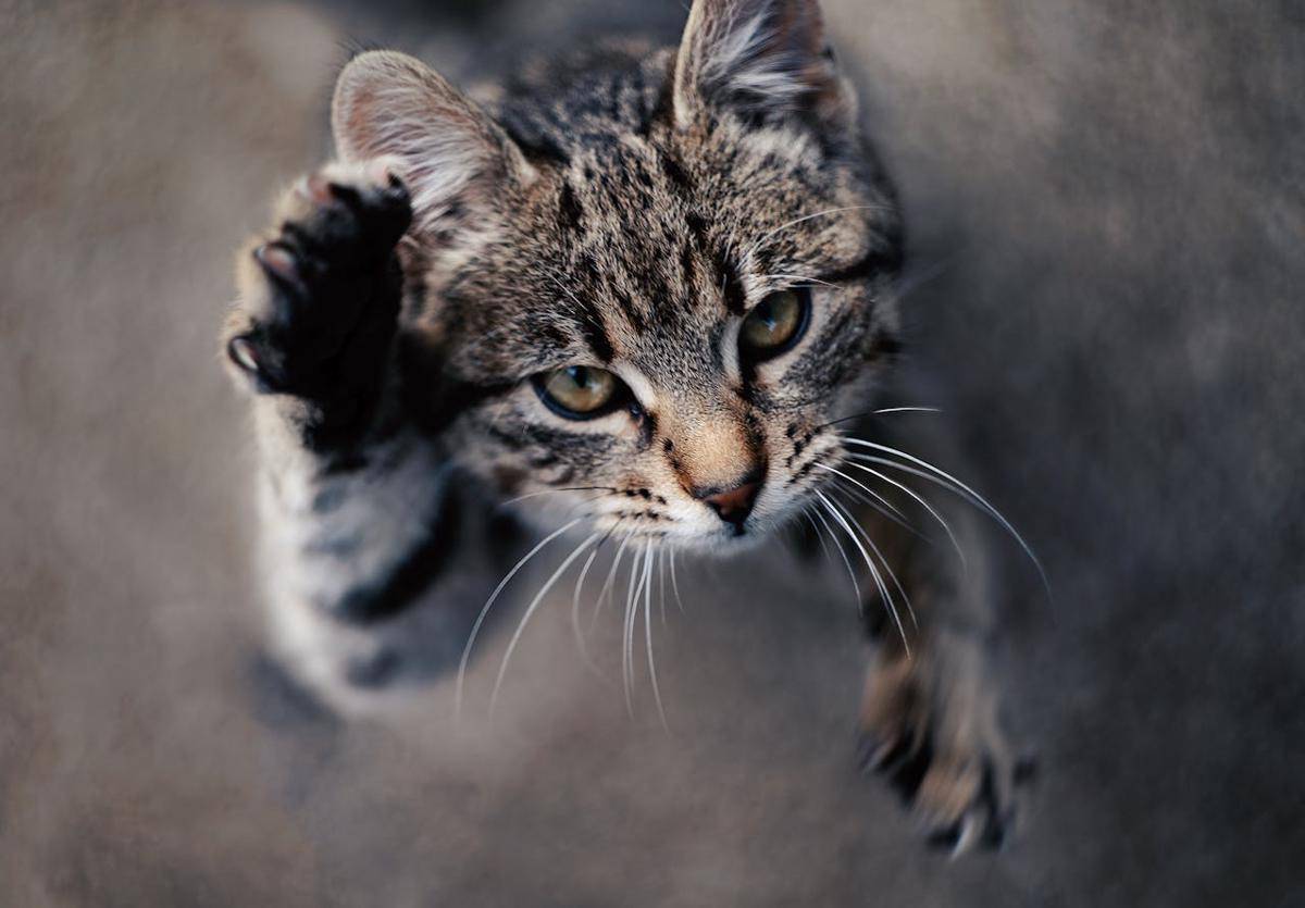 ilustrasi kucing melompat