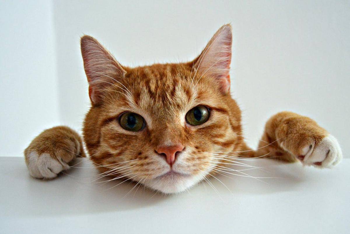 kucing