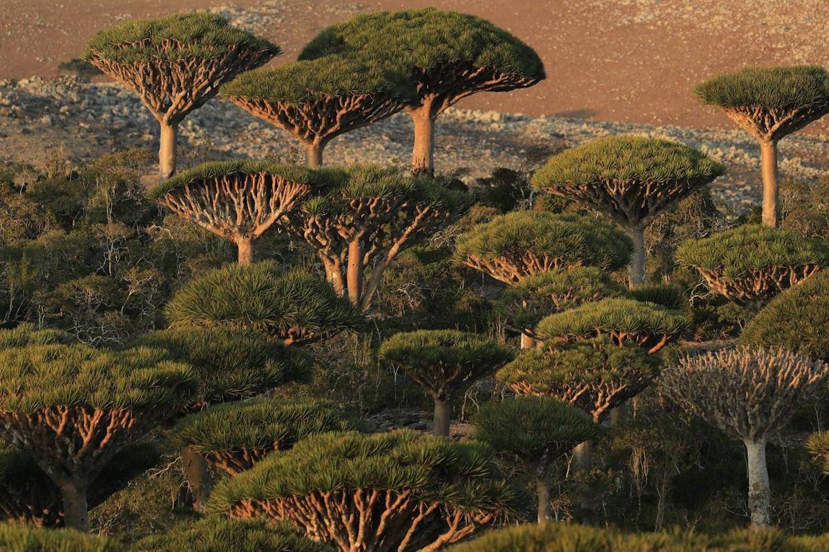 Misteri Socotra, Pulau Terasing dengan Flora Fauna seperti dari Planet Lain. (Pexels/Matteo Milan)